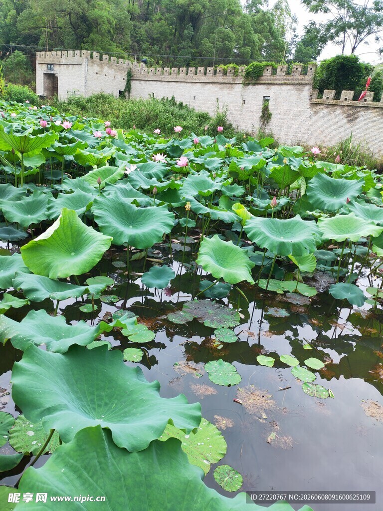 荷塘绿意浓
