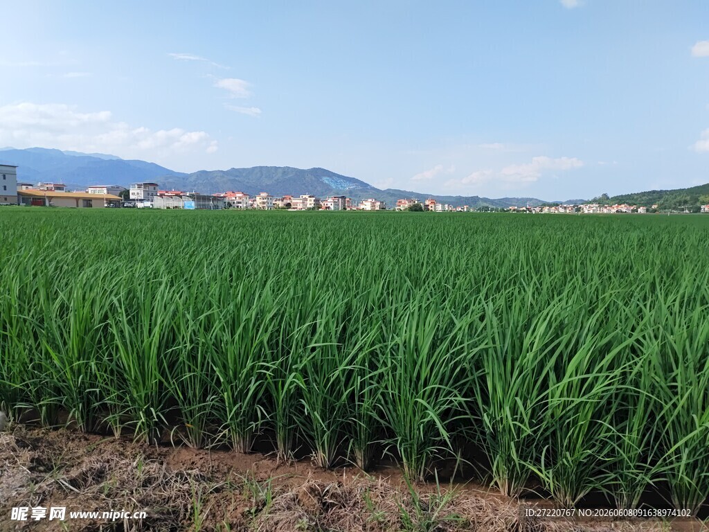 广袤葱郁的田间甘蔗景观