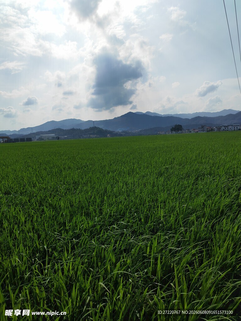 广袤绿野 天际云影相伴