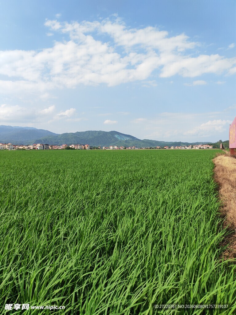 广袤绿野间的田园风光