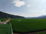 田园绿野景色