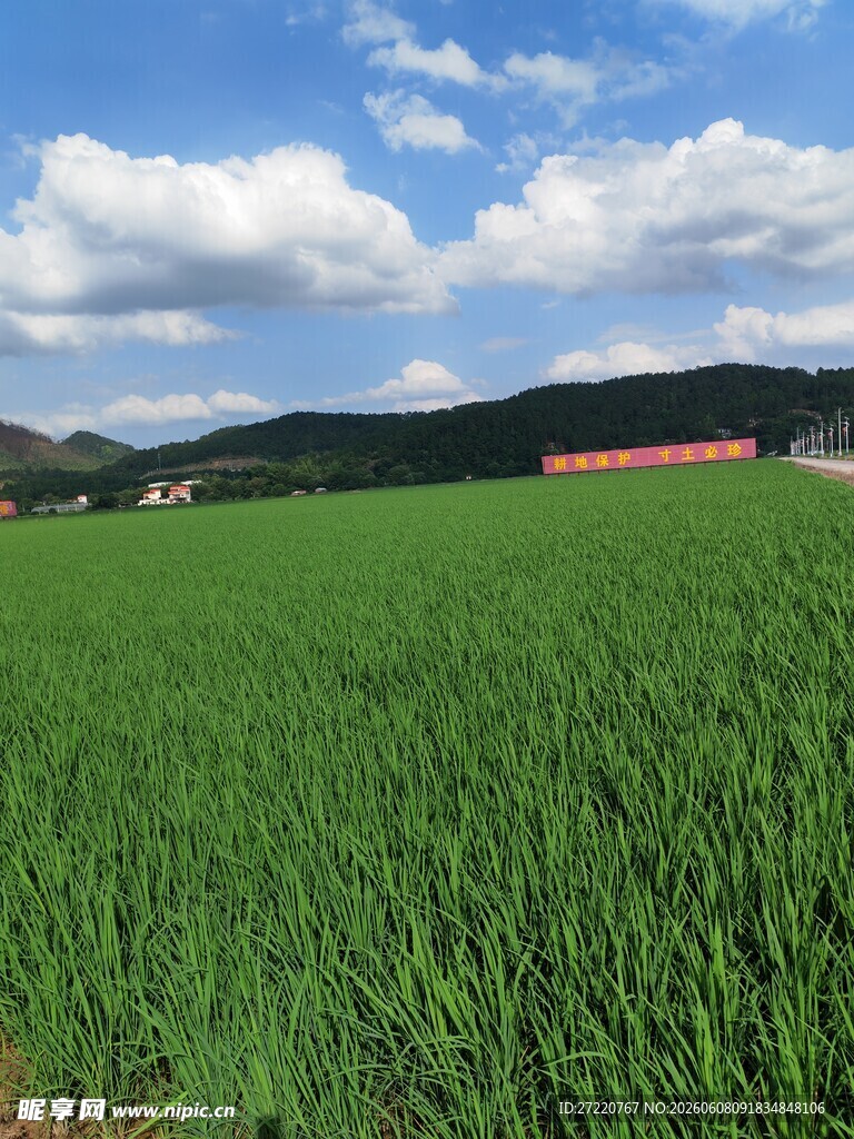 广袤绿野风光