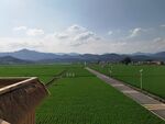 田园风光中的宽阔绿色田野