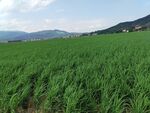广袤绿野 远山相伴