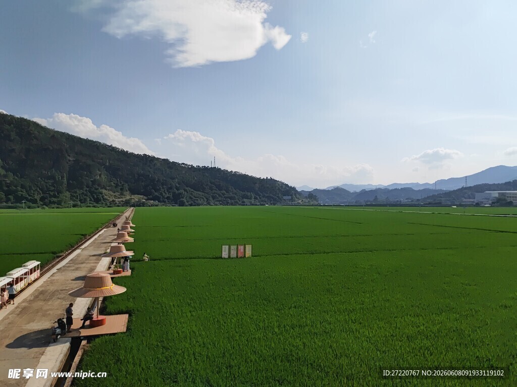 田园水稻风光