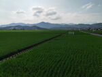 广袤稻田与远山美景