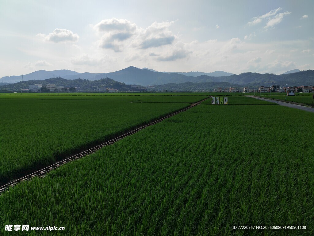 广袤稻田与远山美景