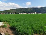 绿色稻田与远山美景