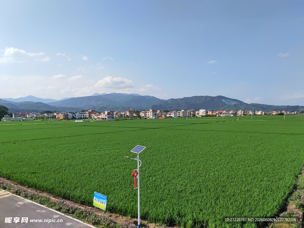 田园风光中的翠绿农田