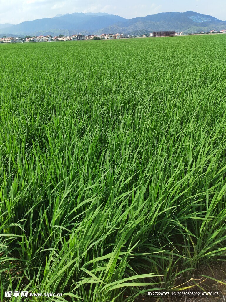 翠绿稻田 田园风光美景