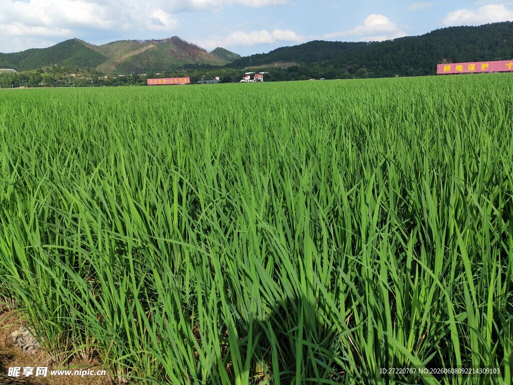 翠绿稻田与远山美景