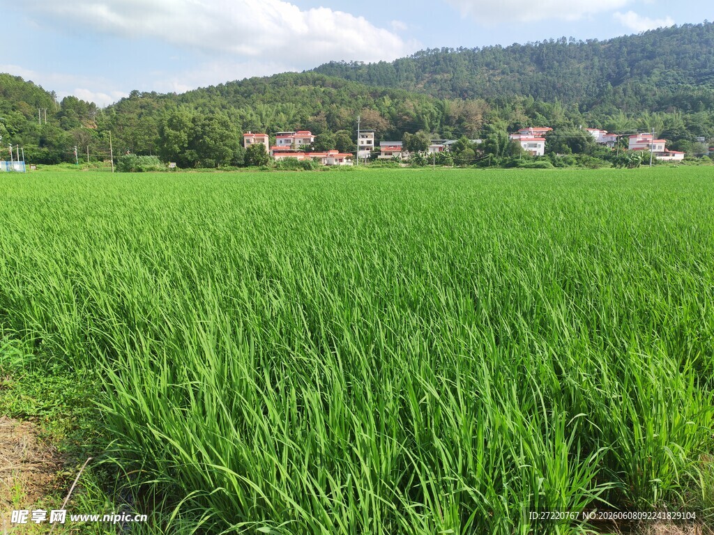 翠绿稻田与远山村落美景