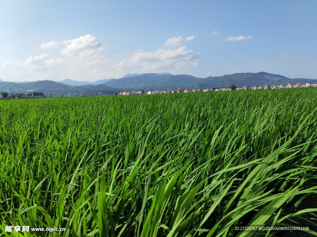翠绿田野 远山蓝天美景