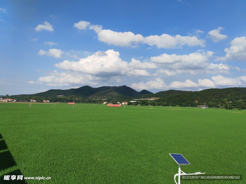 绿色田野