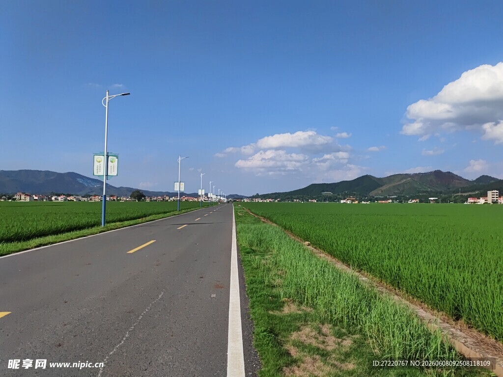 乡村公路旁的翠绿田野