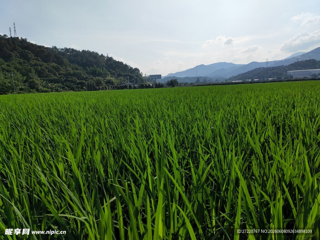 翠绿稻田 田园风光初现