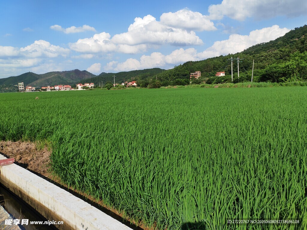 翠绿稻田与远山美景