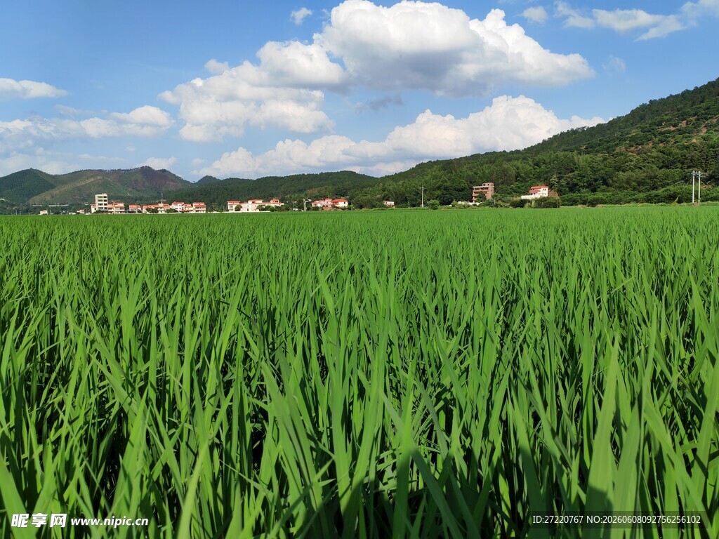 翠绿稻田与远处山峦美景