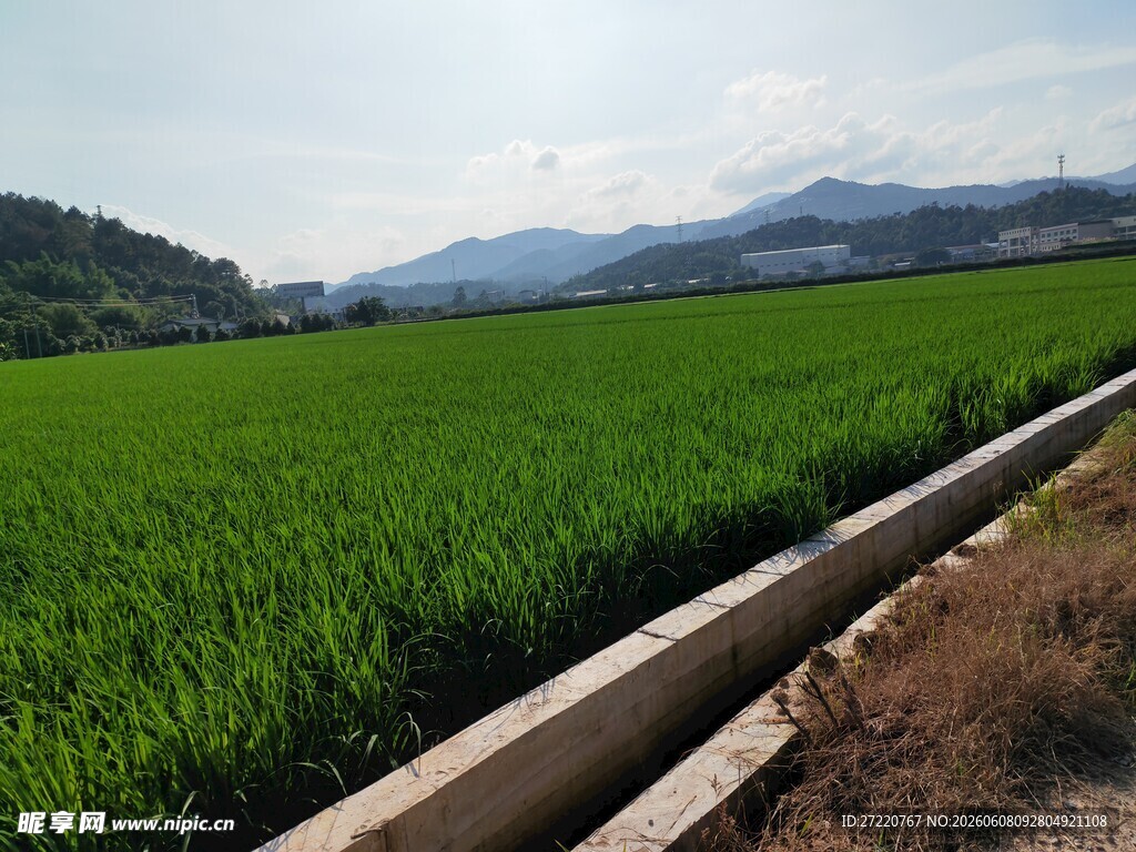 翠绿稻田与远方山峦美景