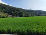 翠绿稻田与远山风景