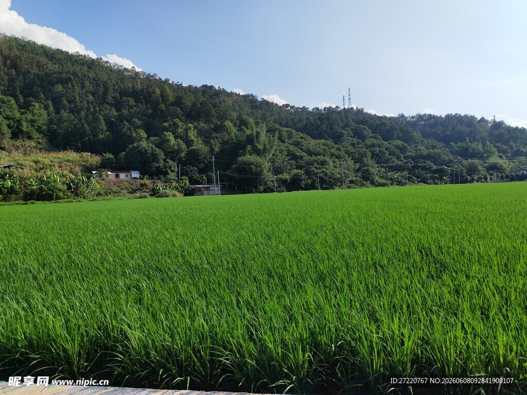 翠绿稻田与远山风景