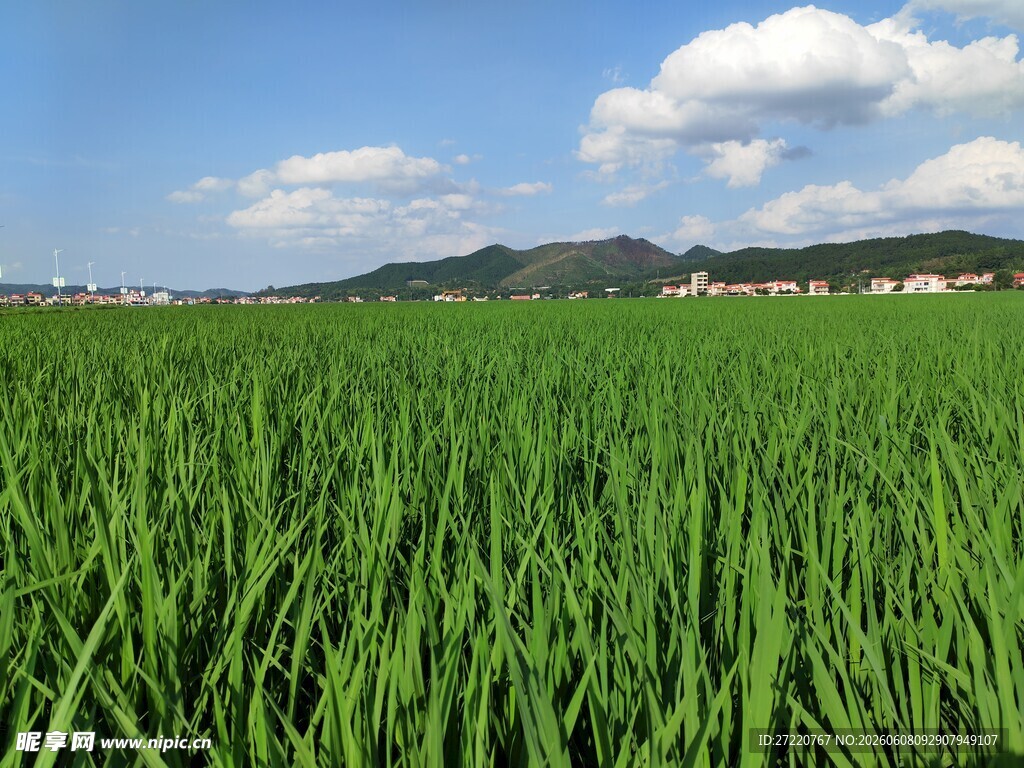 广袤绿稻田 田园好风光