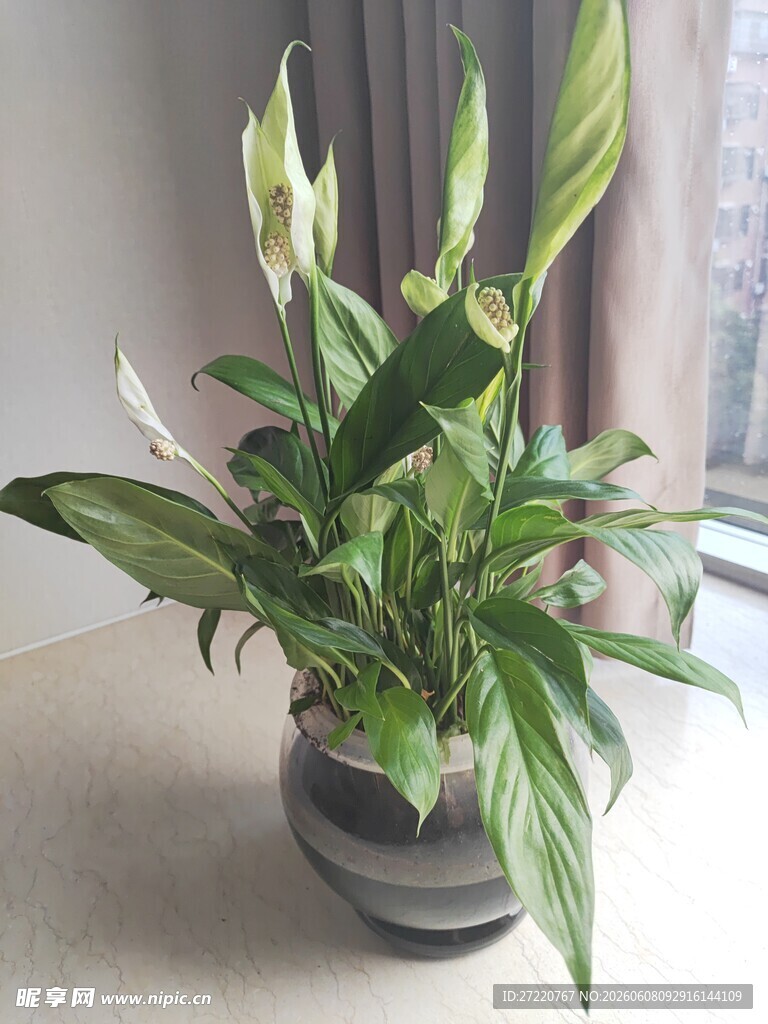 窗边绿植盆栽