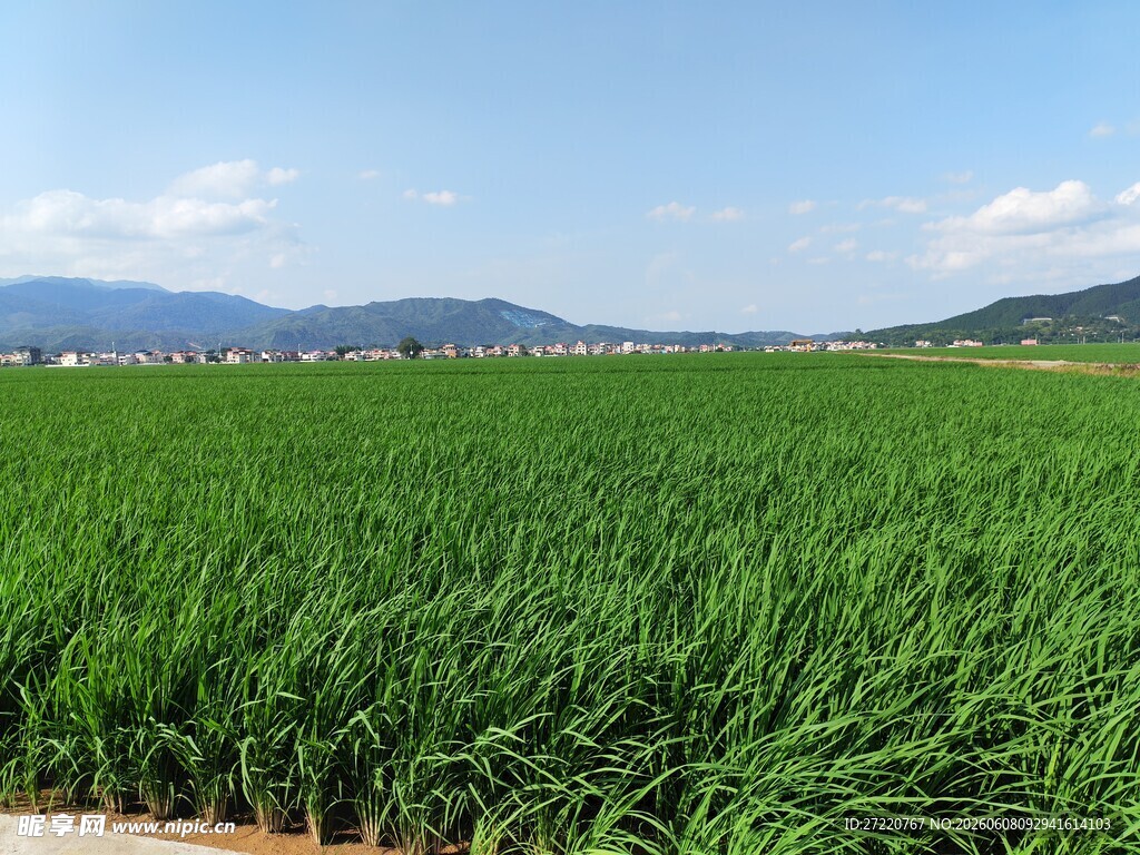 广袤葱郁的田野风光