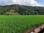 翠绿稻田与远山美景
