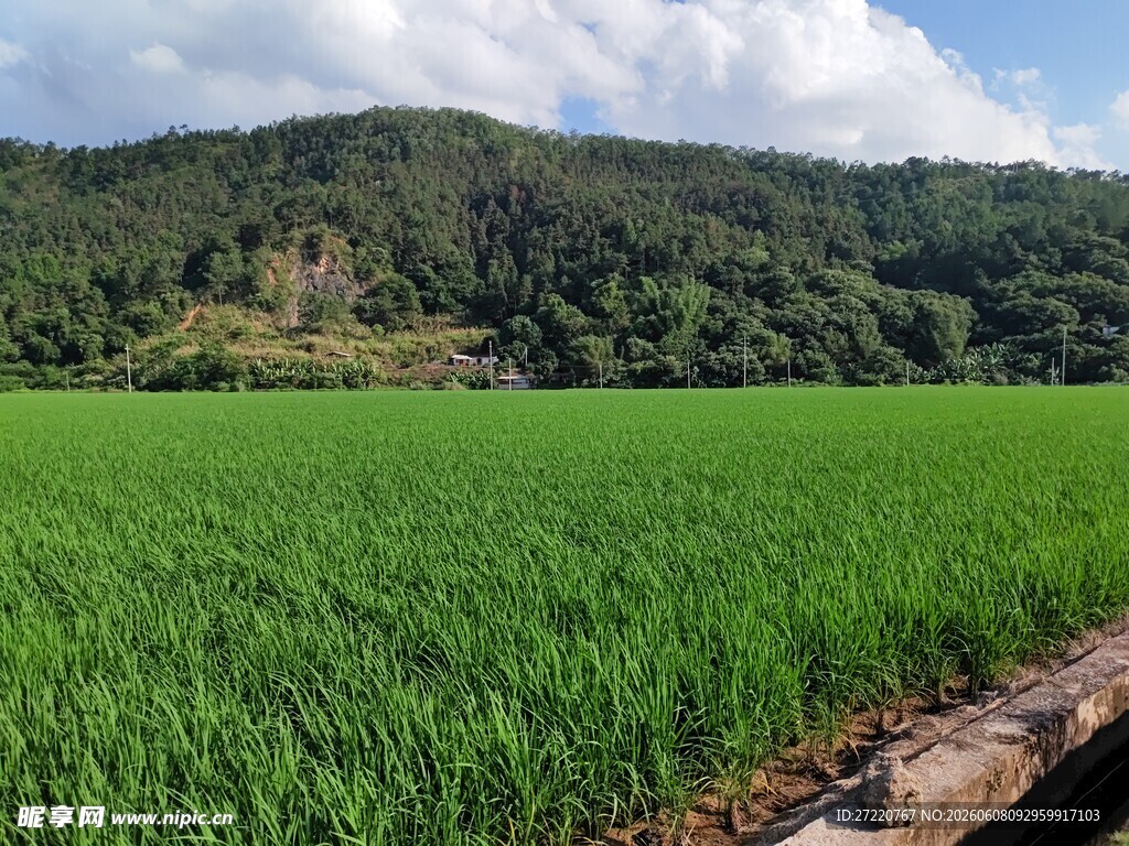 翠绿稻田与远山美景