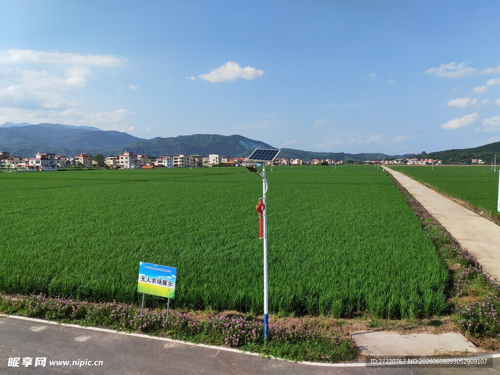 田园  绿油油水稻田