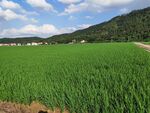 广袤绿野中的田园风光