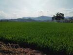 绿色田野与远处山峦美景