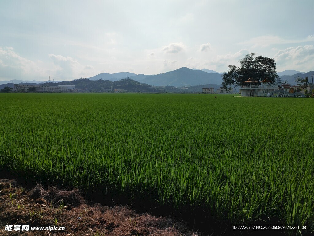 绿色田野与远处山峦美景