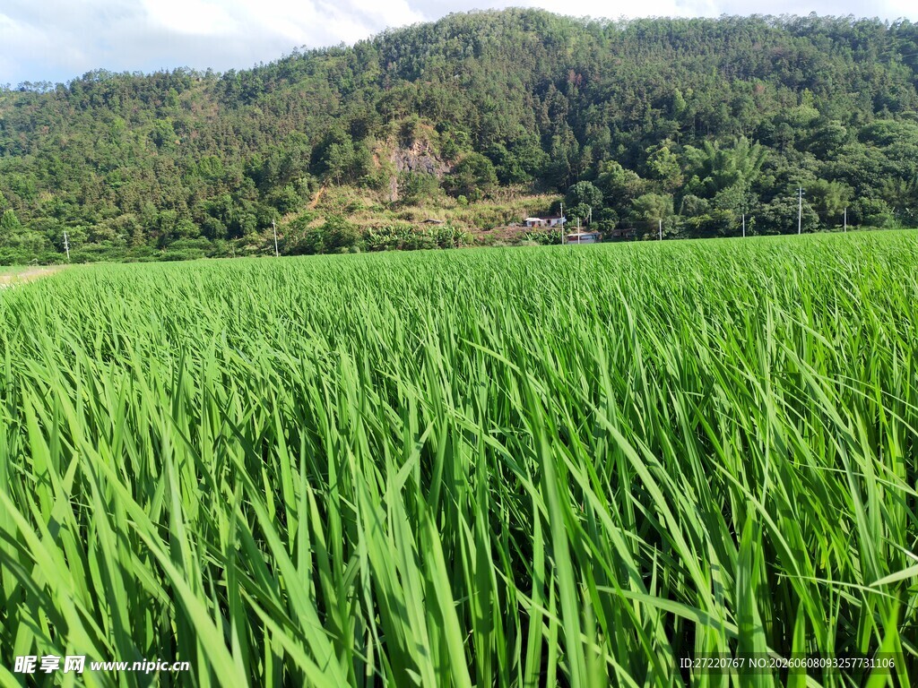 翠绿稻田与远山风景