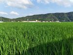 翠绿稻田与远山美景