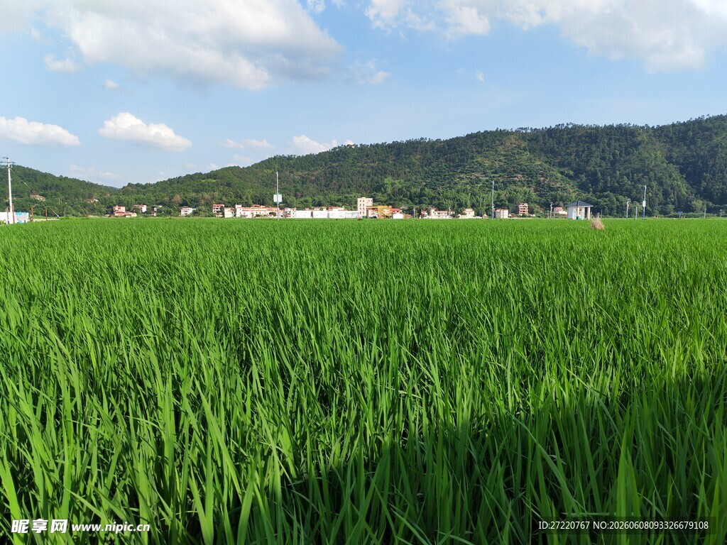 翠绿稻田与远山美景