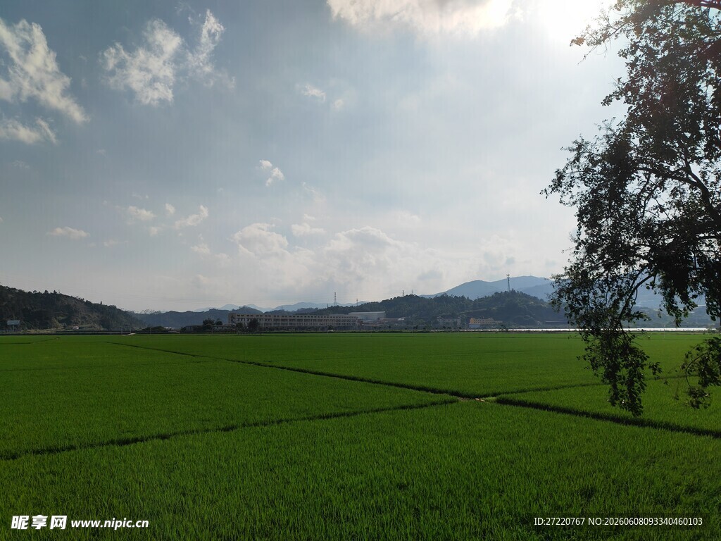 广袤绿野 独树映蓝天