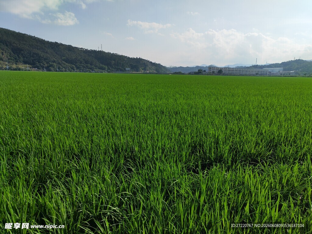 翠绿田野风光
