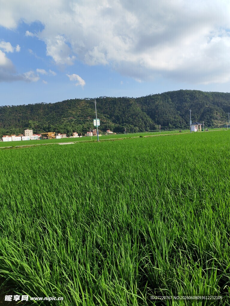 翠绿稻田与远山美景