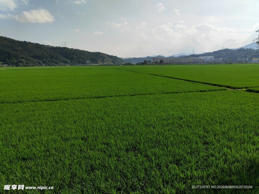 广袤绿色农田风光