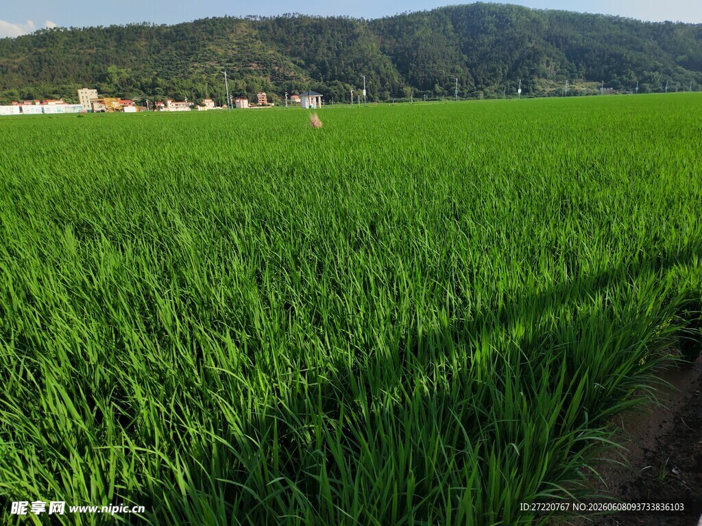 绿色稻田 远处山峦美景