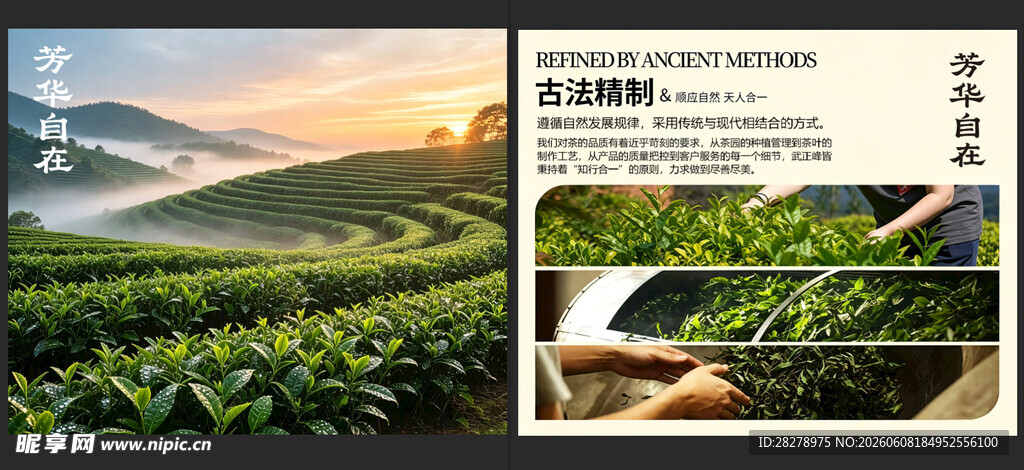 茶叶 茶业