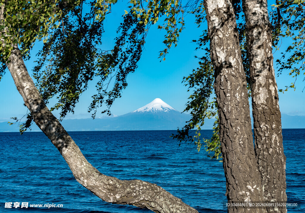 湖畔桦树与远山美景