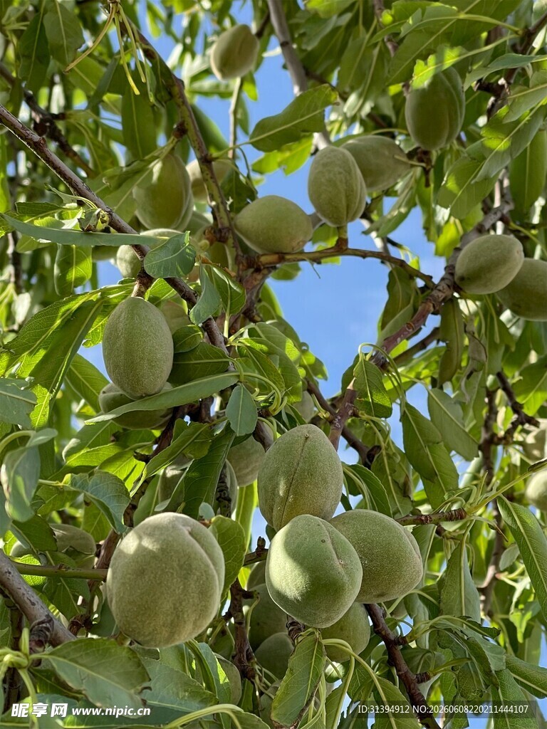 枝头青果累累
