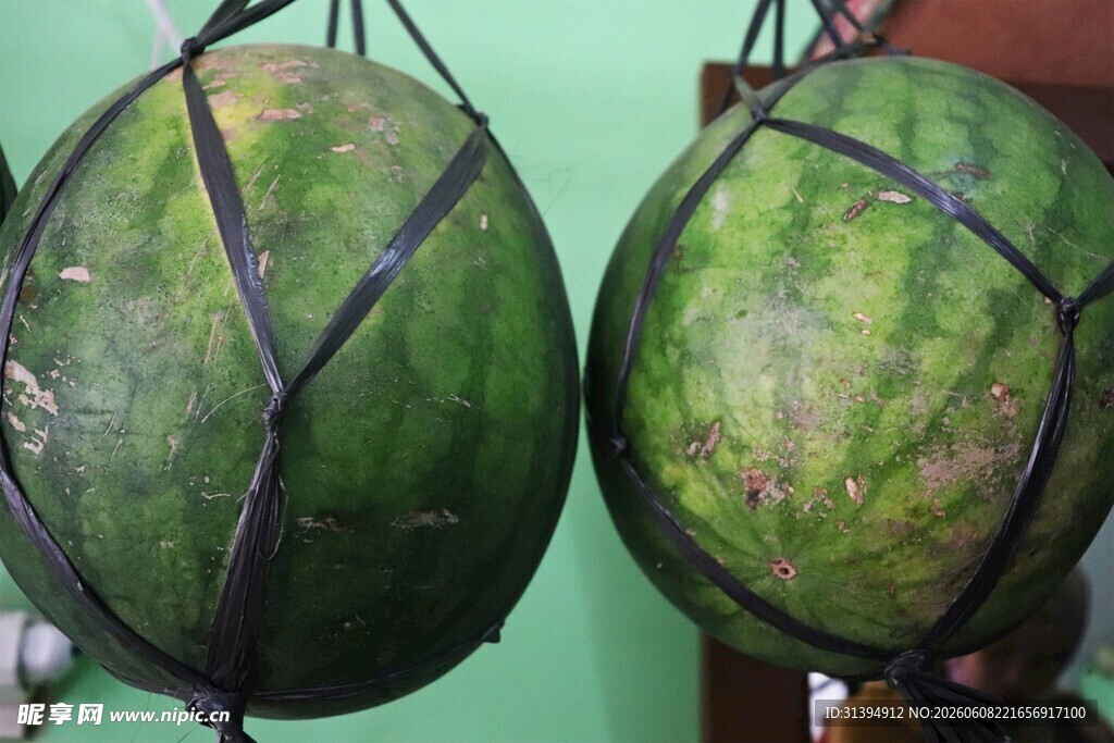 悬挂的新鲜绿色大西瓜