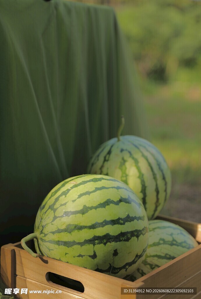 木筐中的新鲜大西瓜