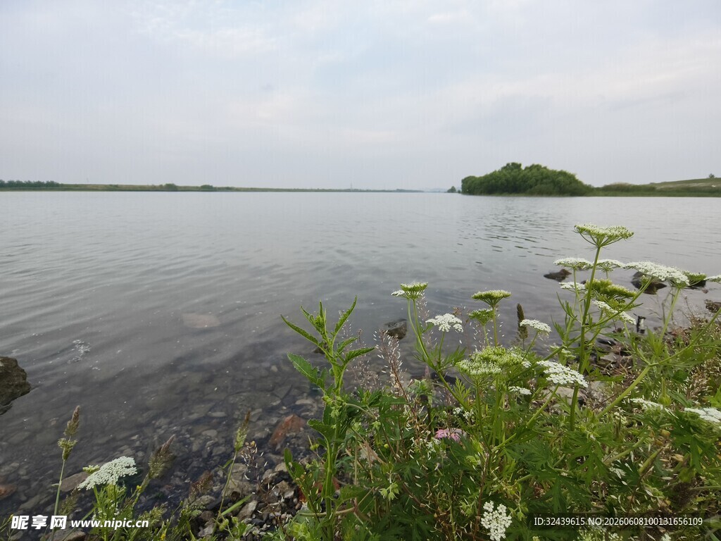湖畔花草与宁静水面景致