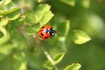 绿叶上的红色瓢虫