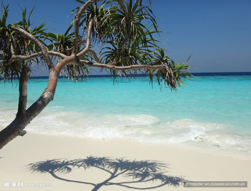 热带海滩孤树美景